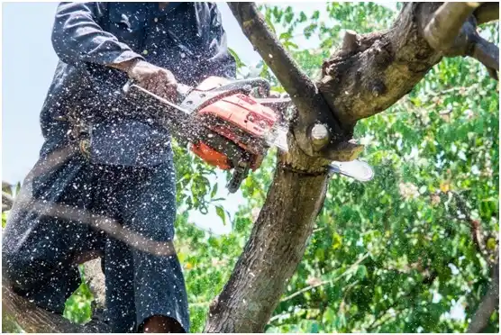 tree services Mount Joy